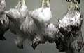 dead chickens