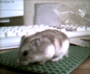 hamster on keyboard