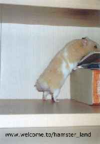 hamster on phonebook