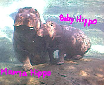 zoo43.jpg