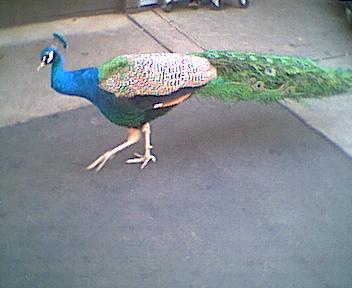 zoo9.jpg